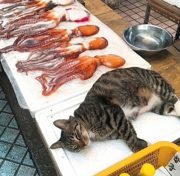 菜市场偶遇卖猫,猫瞪我一眼:摸一下1百块,按斤称怕你买不起!