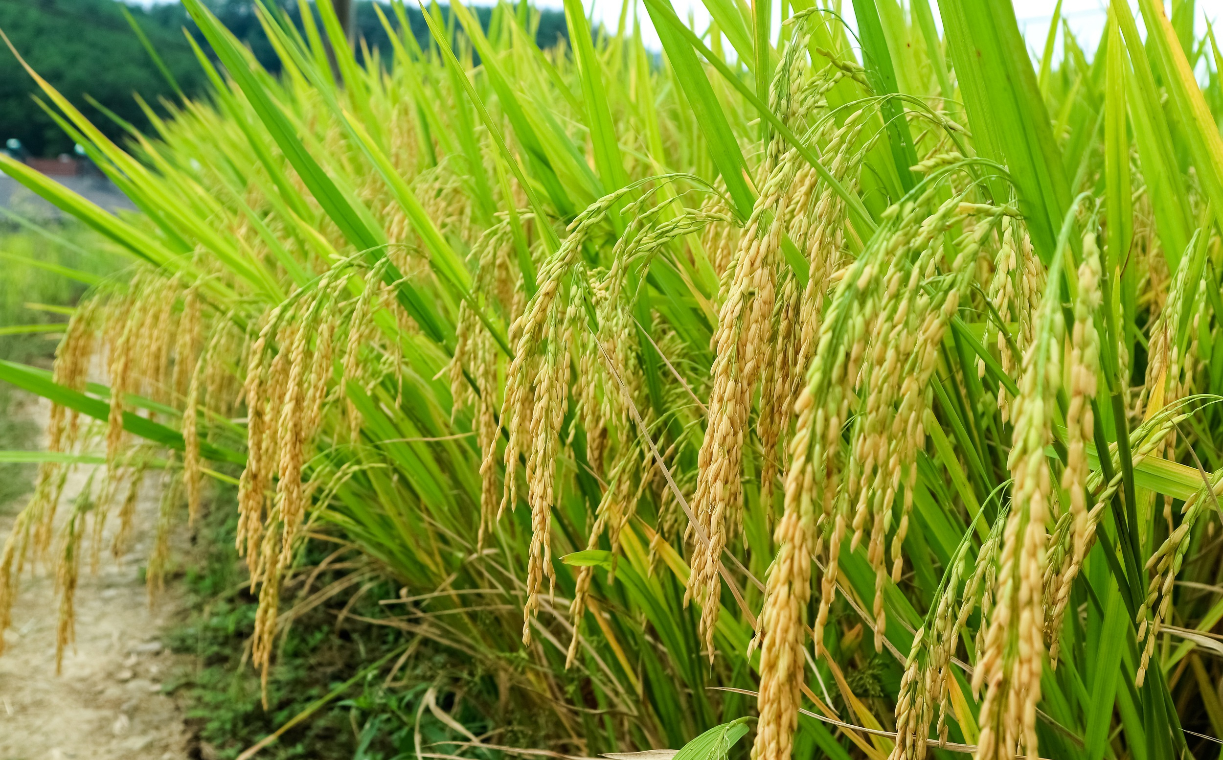 水稻种植的过程 - 2020年最新商品信息聚合专区 - 百度爱采购