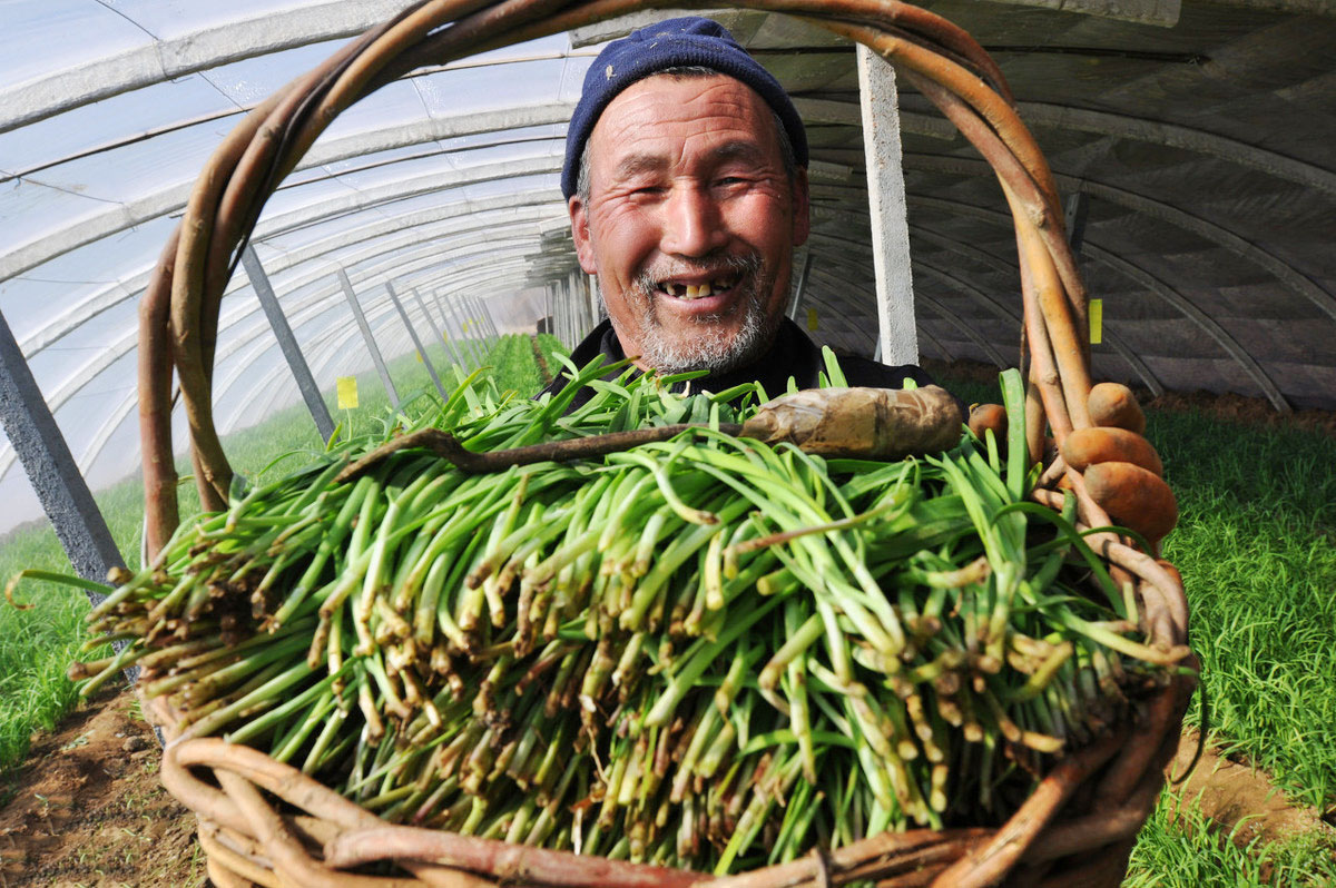 韭菜種植,4個韭菜養根小竅門,讓你輕鬆一年收割三五茬