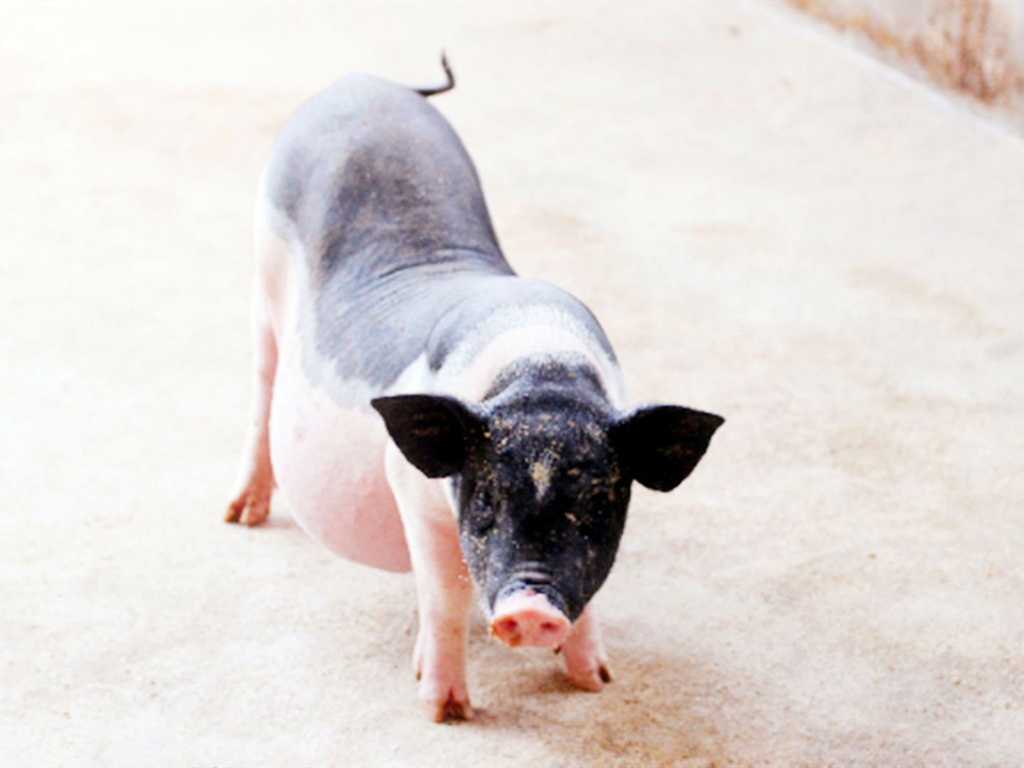 陆川猪始于汉而盛于唐,有着2000多年悠久的历史,是中国八大地方优良猪