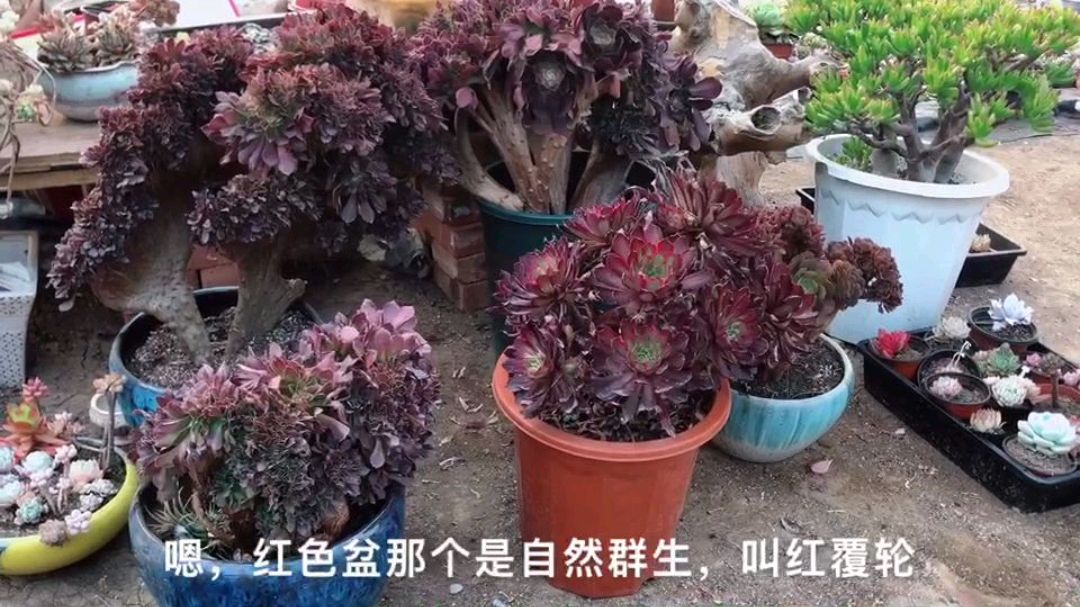 法师看着都差不多,原来这么多特点可以区分!来看看怎么区分的?