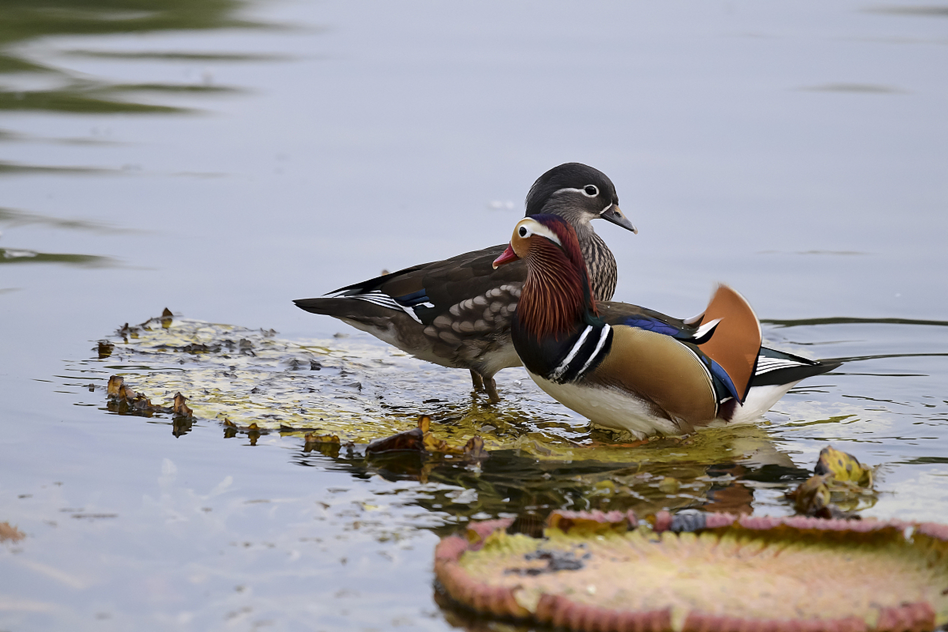 只羡鸳鸯不羡仙