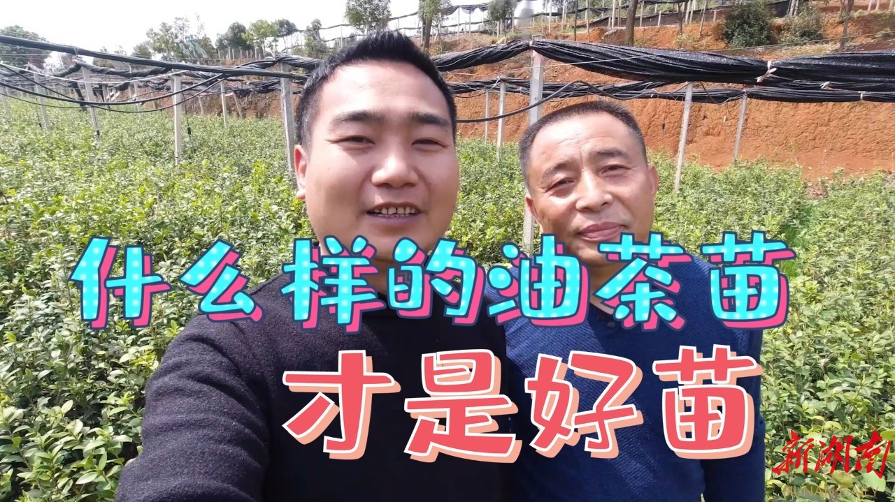 油茶树的种植栽培管理视频教程
