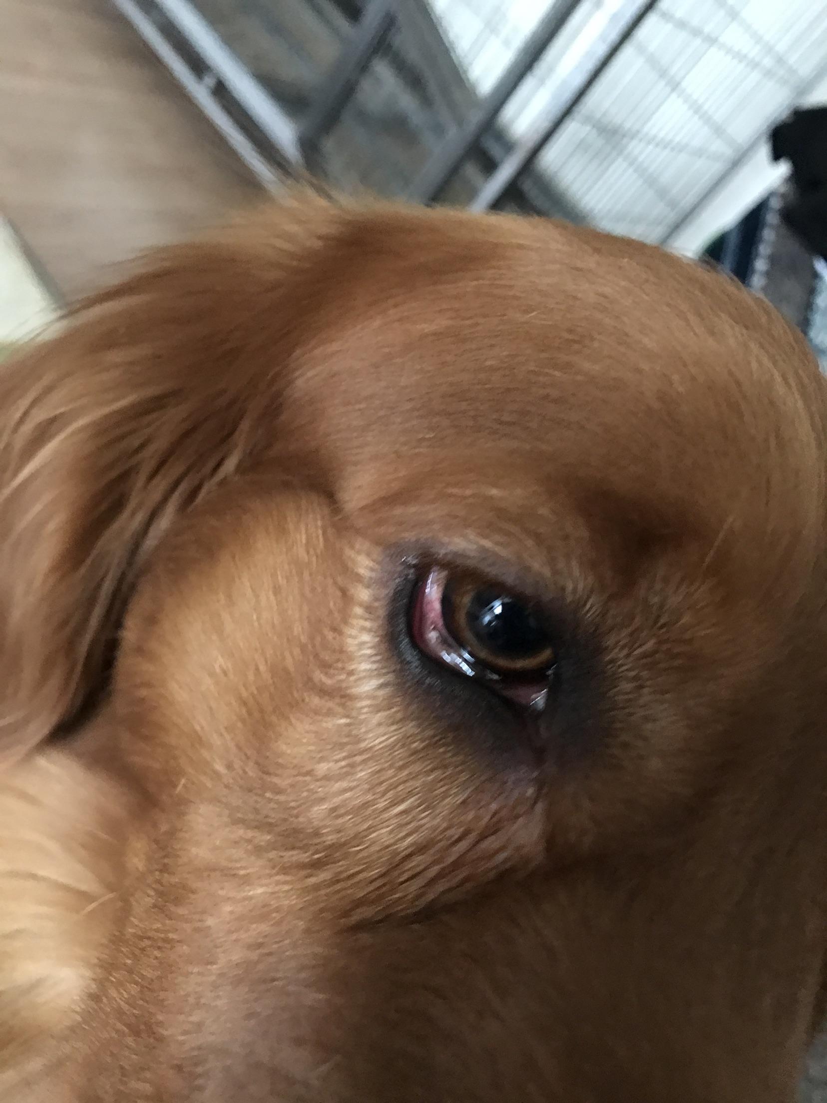 狗狗蓝眼病症状图片