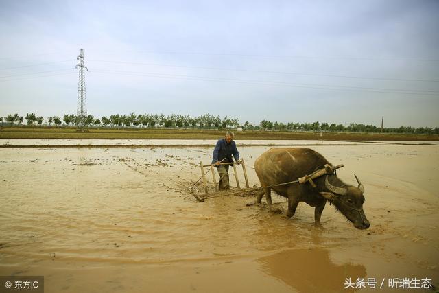 穷死不耕丈人田是什么意思 baijiahao.baidu.com