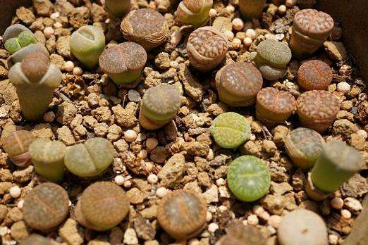 为什么有些"石头"上也能长出奇异的花朵?奇怪的石生花!