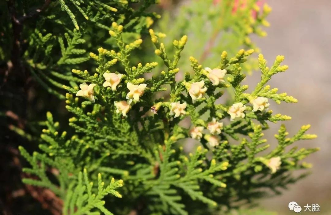 侧柏叶洗头,当归汤内补,发根牢固再无脱发!生发水统统靠边!