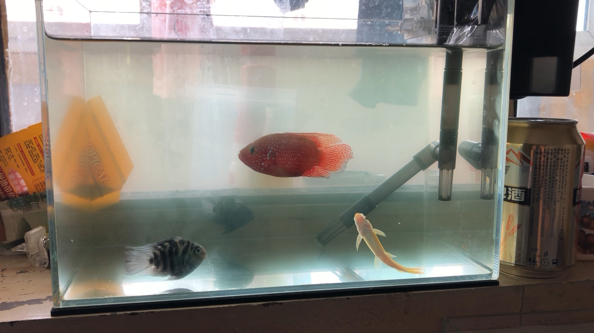 鱼缸里的4条小鱼