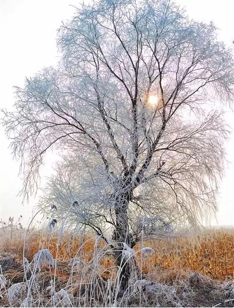 这里,白雪皑皑新意趣,银树枯荷更胜春.