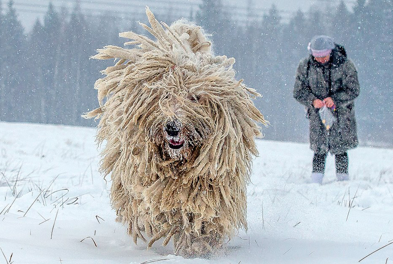 俄科蒙多尔犬雪地拍写真 "拖把"印象深入人心