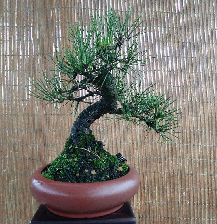 造型别致的小老桩盆景,姿态各异,神采飞扬