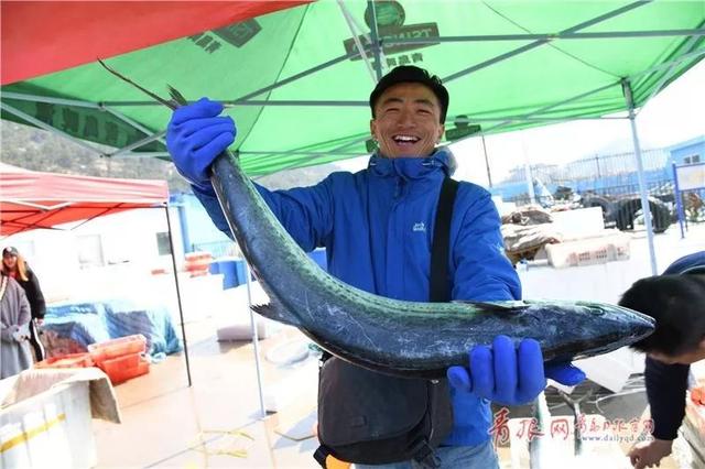 今春青島鮁魚大豐收!老丈人手把手教你區分本地和南方鮁魚