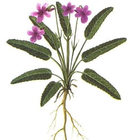 紫花地丁具有抗炎,抗内毒素,调节免疫,抗氧化,抑制艾滋病作用