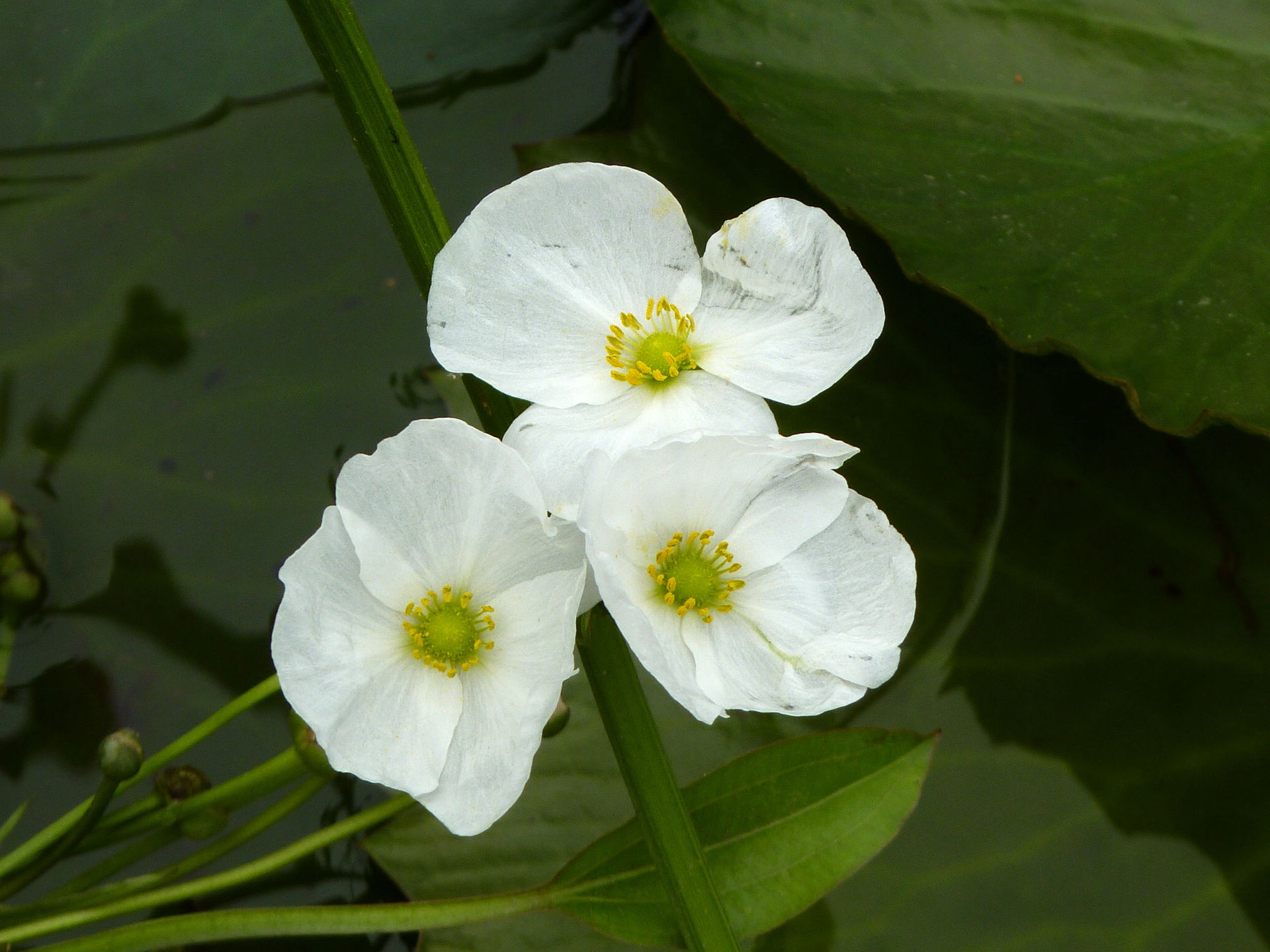 带你全面认识这味重要-泽泻