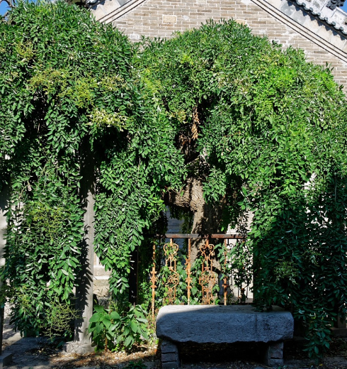 村里这棵垂槐早在35年前就被确认为济南市龙爪槐之冠?