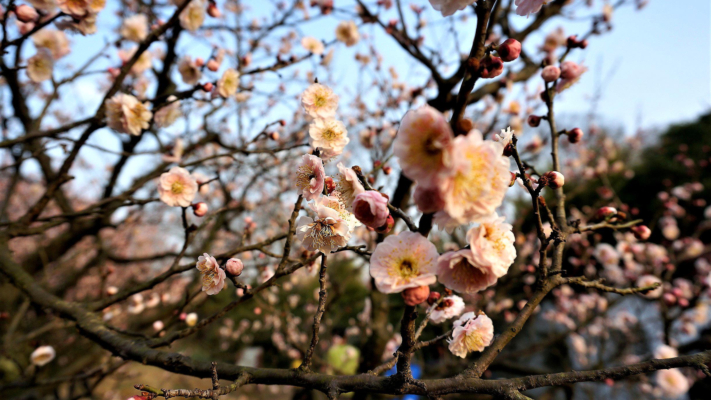 南京梅花山的梅花开了