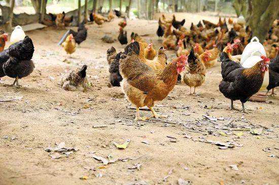 养鱼养鸡 - 热门商品专区