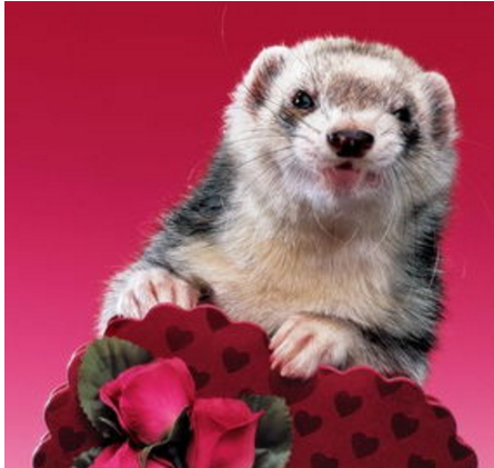 长毛红眼雪貂,通体白毛,眼睛为红色,没有杂毛存在