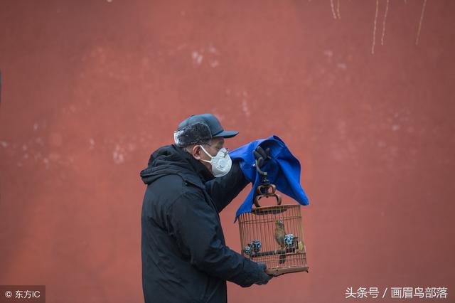 可以,这很北京!满大街爷们儿提笼架鸟 玩出来的民俗文化