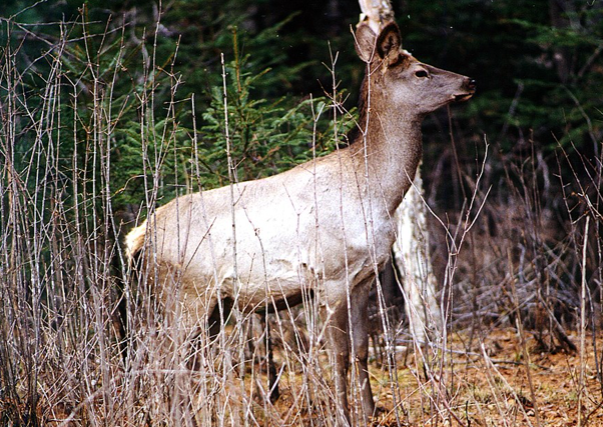 濒危动物丹顶鹤(grus japonensis)(濒危)