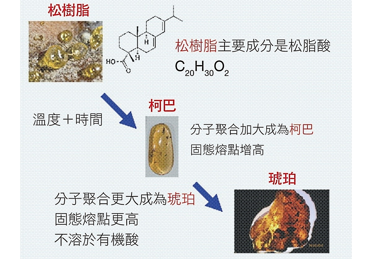 透視地球過往的窗口,帶你瞭解琥珀的由來