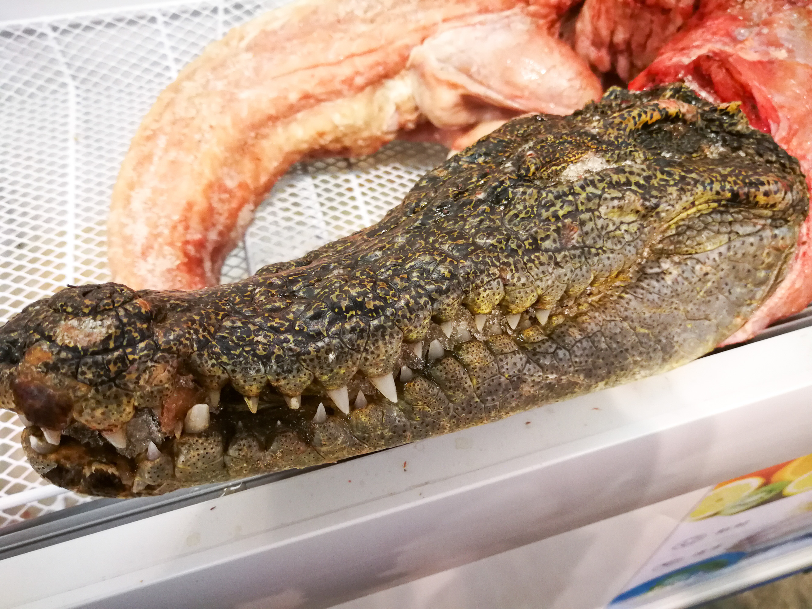 春节临近长春年货市场卖鳄鱼肉2000元/条 看的多卖的少