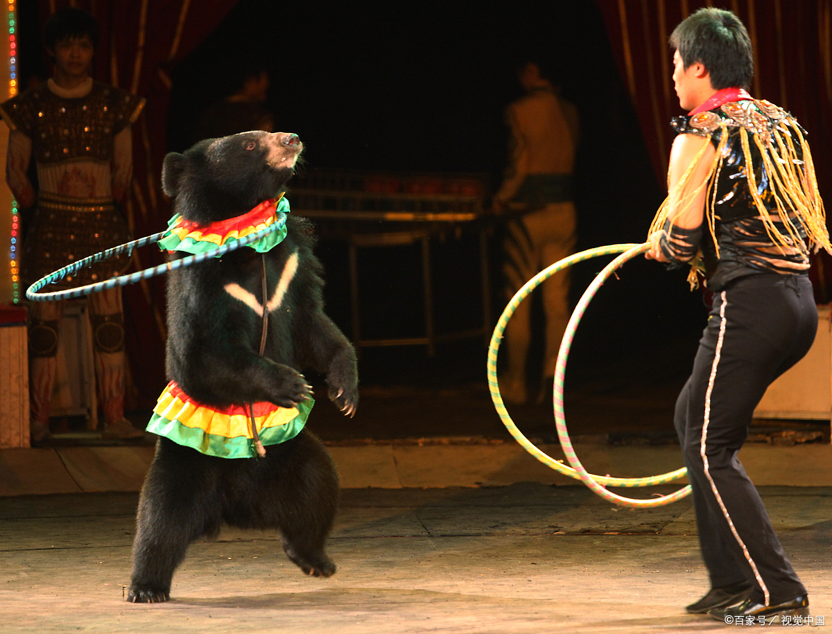 马戏表演用针扎黑熊?西安秦岭野生动物园回应虐熊事件