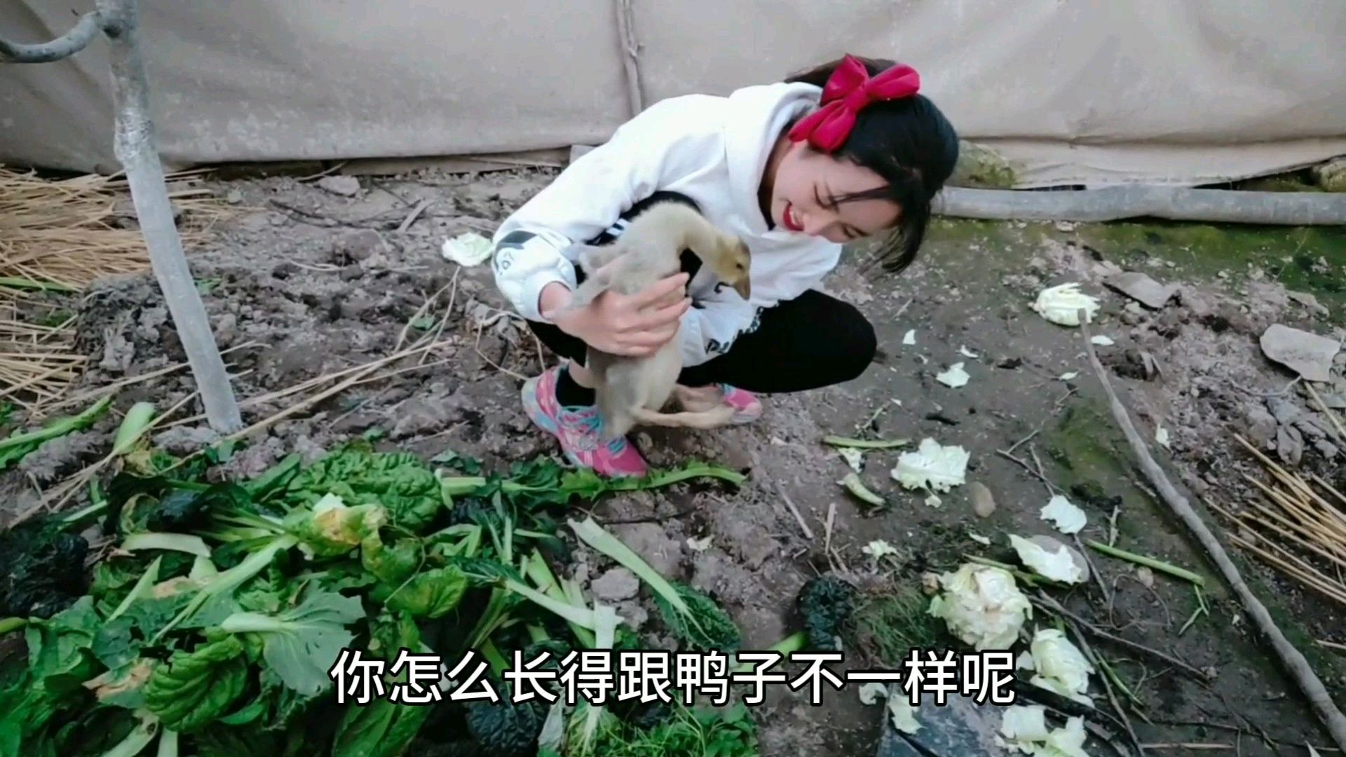 小护士养了两只白天鹅!原来小时候的它长这样?