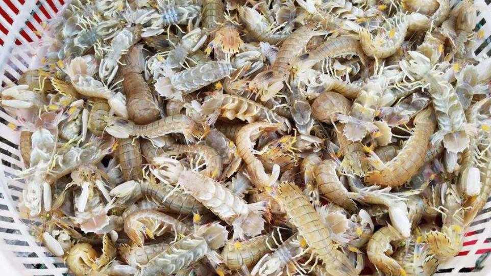 皮皮虾又叫做虾蛄,如何养殖能达到"高产"?这5个方面很关键!