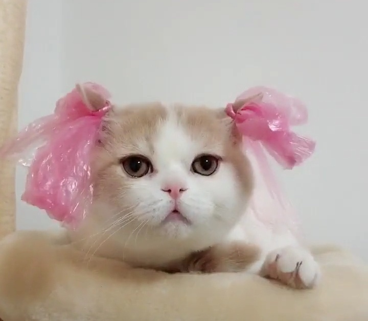 给家里的猫咪扮新娘妆,结果大红帘一掀开,网友:我要娶回家