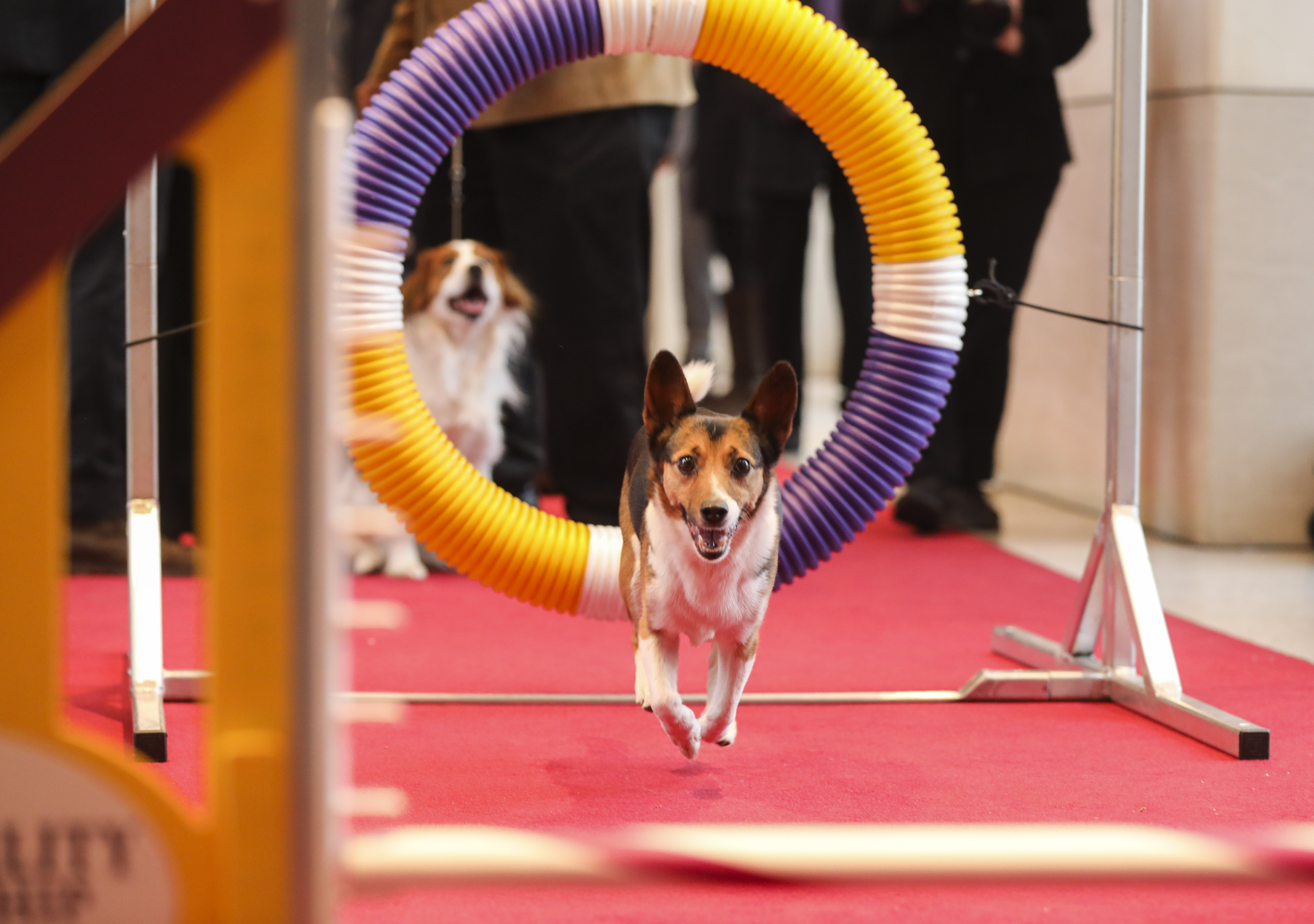 纽约"萌犬"亮相 预热狗展