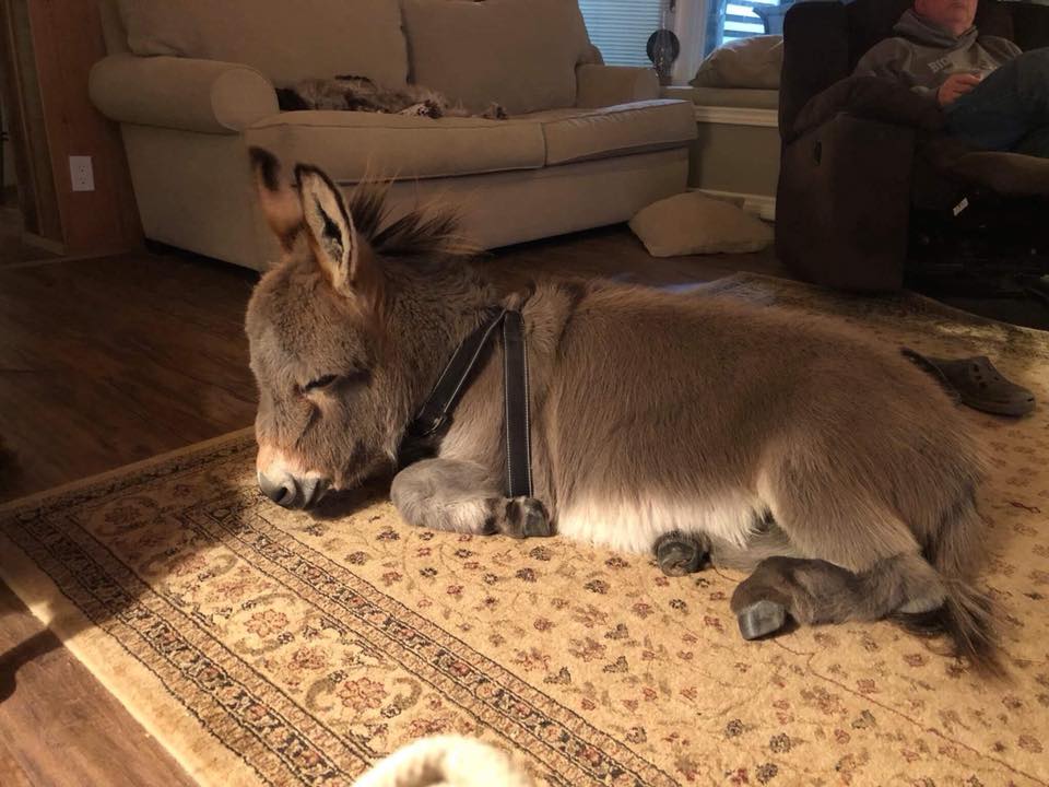 迷你驴在家里养久了,真把自己当成汪星人了,每天就爱扔枕头玩