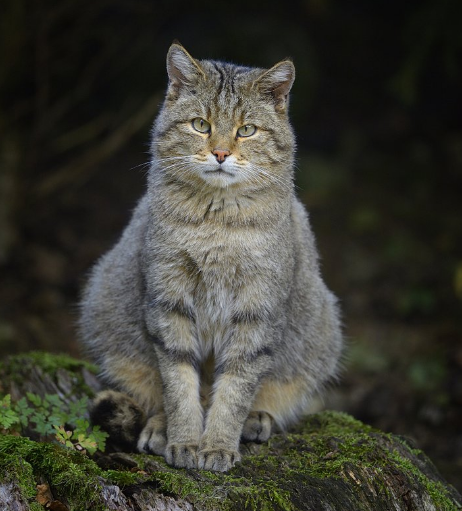 亚洲野猫,常年可以繁殖,非洲野猫繁殖期在3月至9月