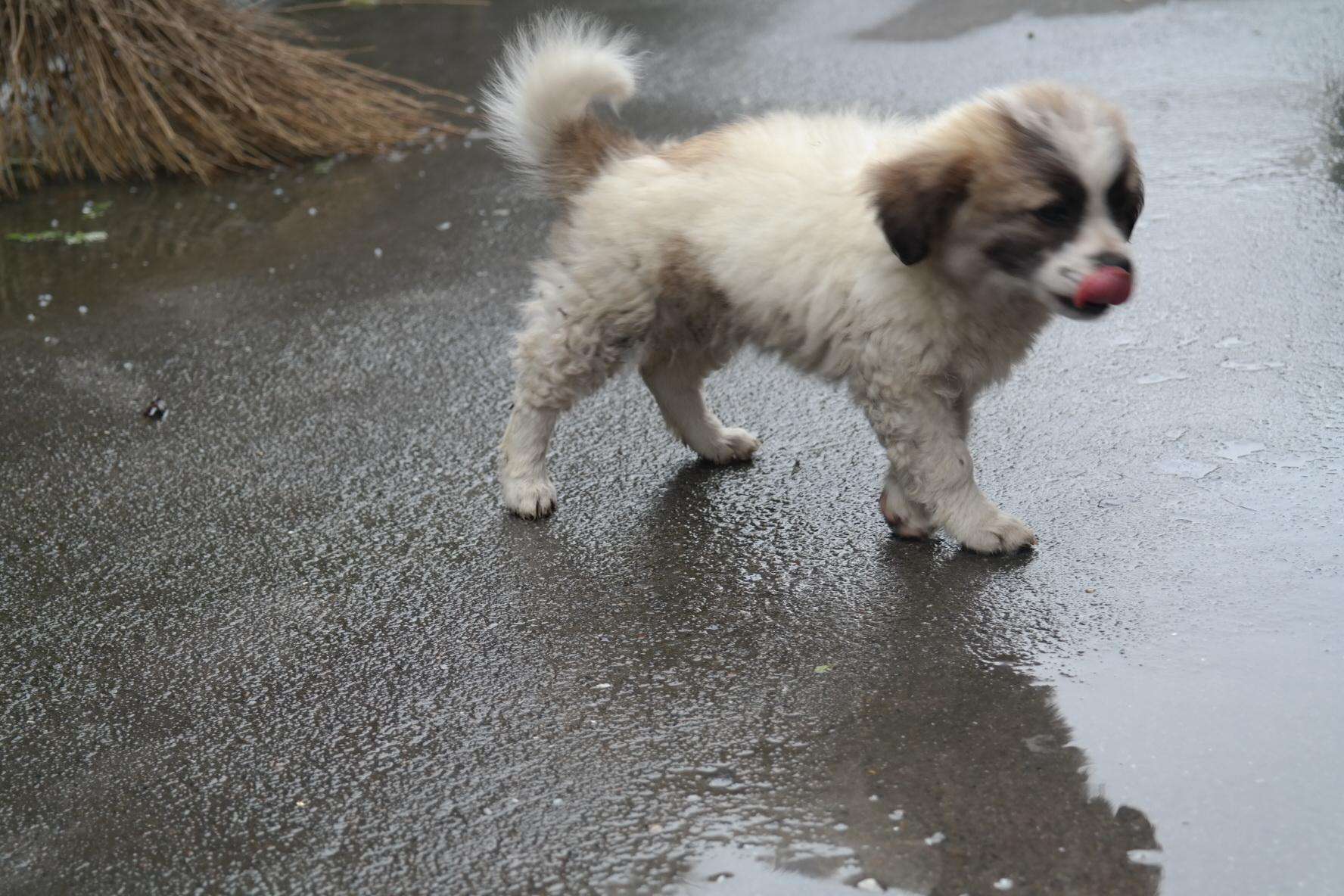 家狗啃骨头的时候,流浪狗在雨中可怜兮兮的望着,这一幕看着心酸