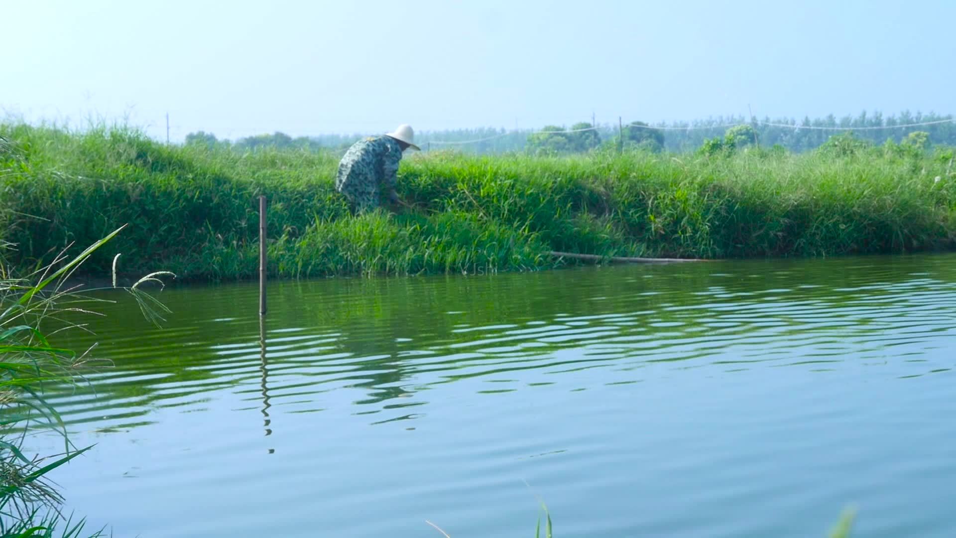 在農村養魚的時候,多用池塘沒有活水流動,需要注意這5項!