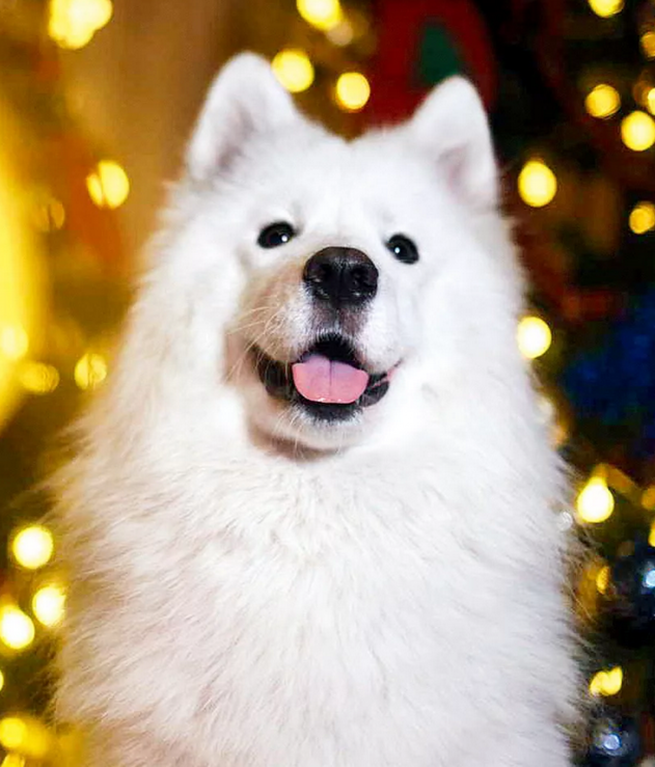 萌萌的大脸狗,能够把狗狗拍的脸大还好看的,真是厉害了!