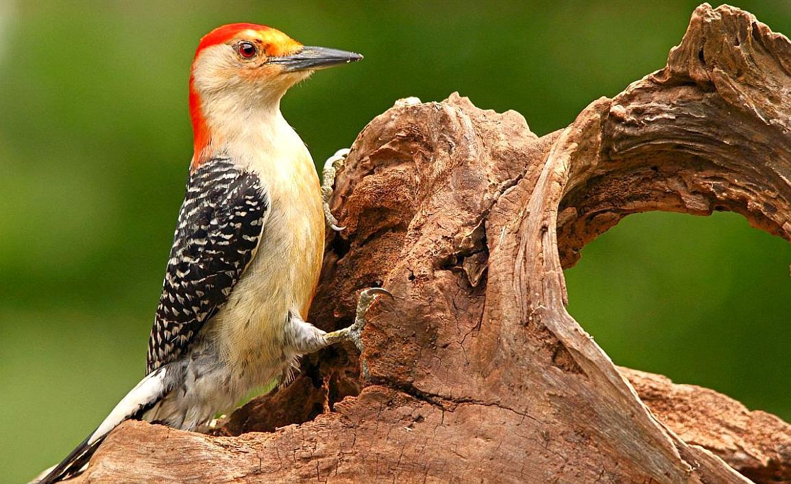 漂亮的啄木鸟,它趴在树上是在保护树木吗