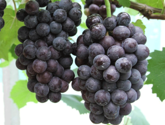 1,绿葡萄——最滋养肺气,代表品种:新疆马奶葡萄,无核白葡萄,未熟透时