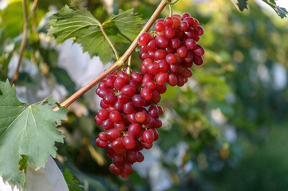 这个提子看样子就很美味,应该是刚洗完吧,提子上还有水呢,要准备吃了