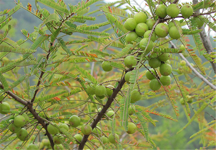 能榨油的植物大全图片图片