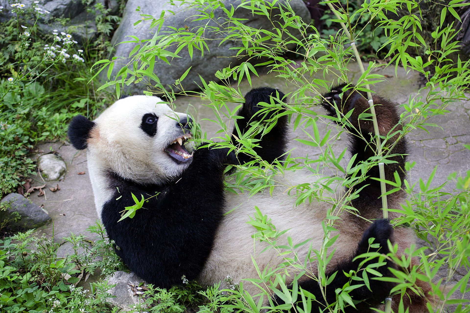 7月8日  天津动物园  高温天  熊猫94"喜乐"  坚持晒太阳  不肯回屋