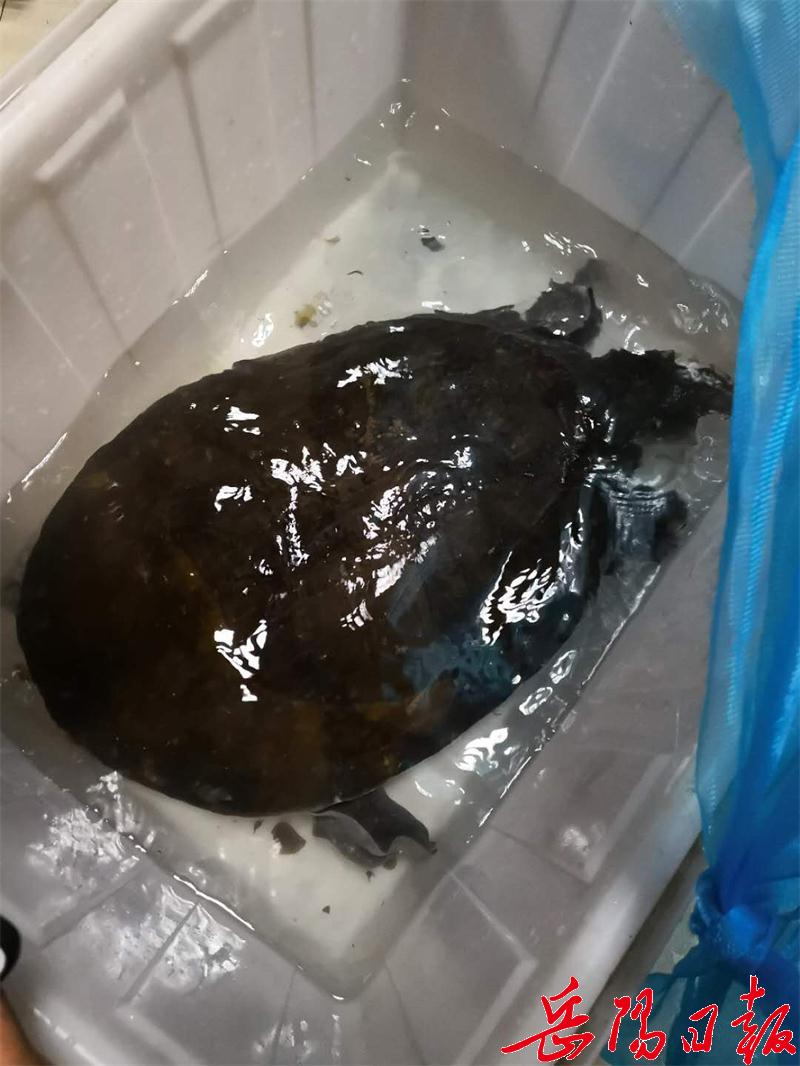 岳阳市民花5000元买下14公斤重野生甲鱼放归洞庭湖