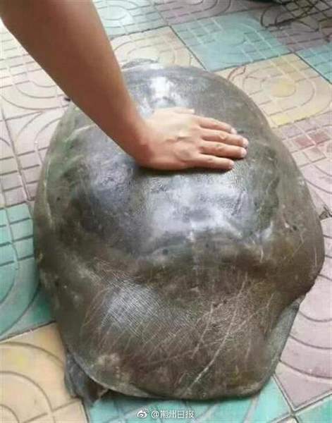 湖北渔民捕获一只50斤重"鳖王" 4.1万高价卖出