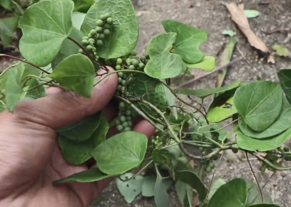 深山里这种药材俗称"金钥匙",果实形似花椒,根部还能治牙痛