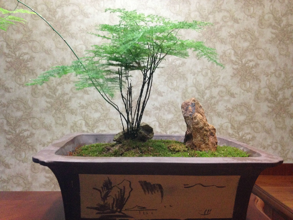 在夏天,文竹叶片越长越枯黄,给根部"这样"治治病,嫩芽嗖嗖冒