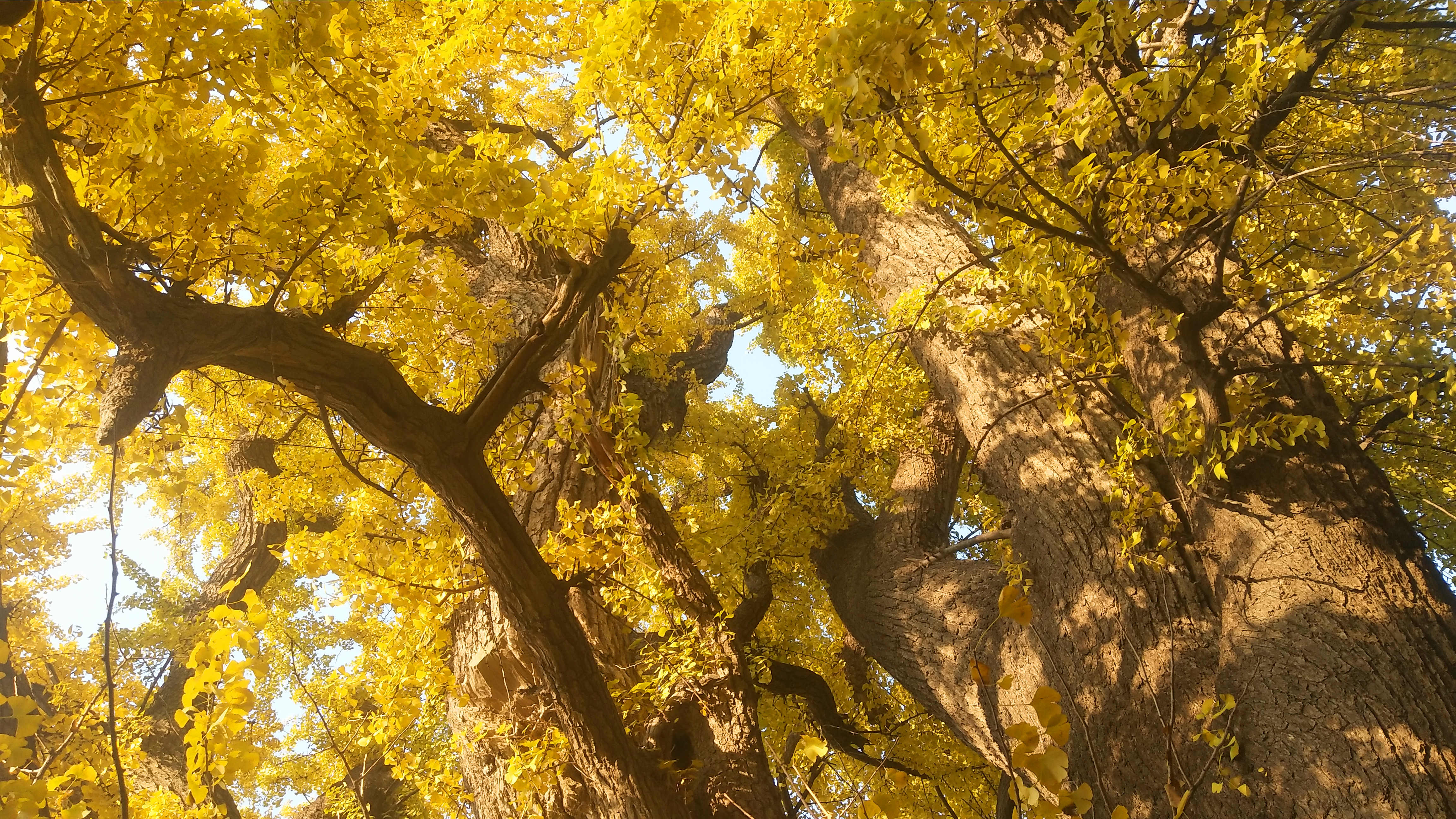 西安最年长的一棵银杏树,栽种于西晋年间,距今已1700多年