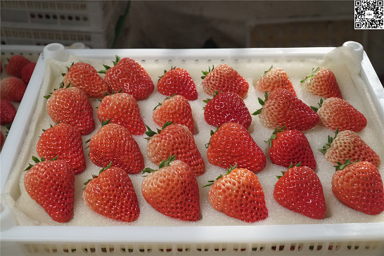 留住枝头的甜美红颜,中化农业天地生map气质美莓完美呈现"唯有你甜"