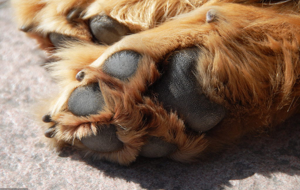 狗狗爪子真的不臭,还有香味,多闻有益健康,不信你闻闻