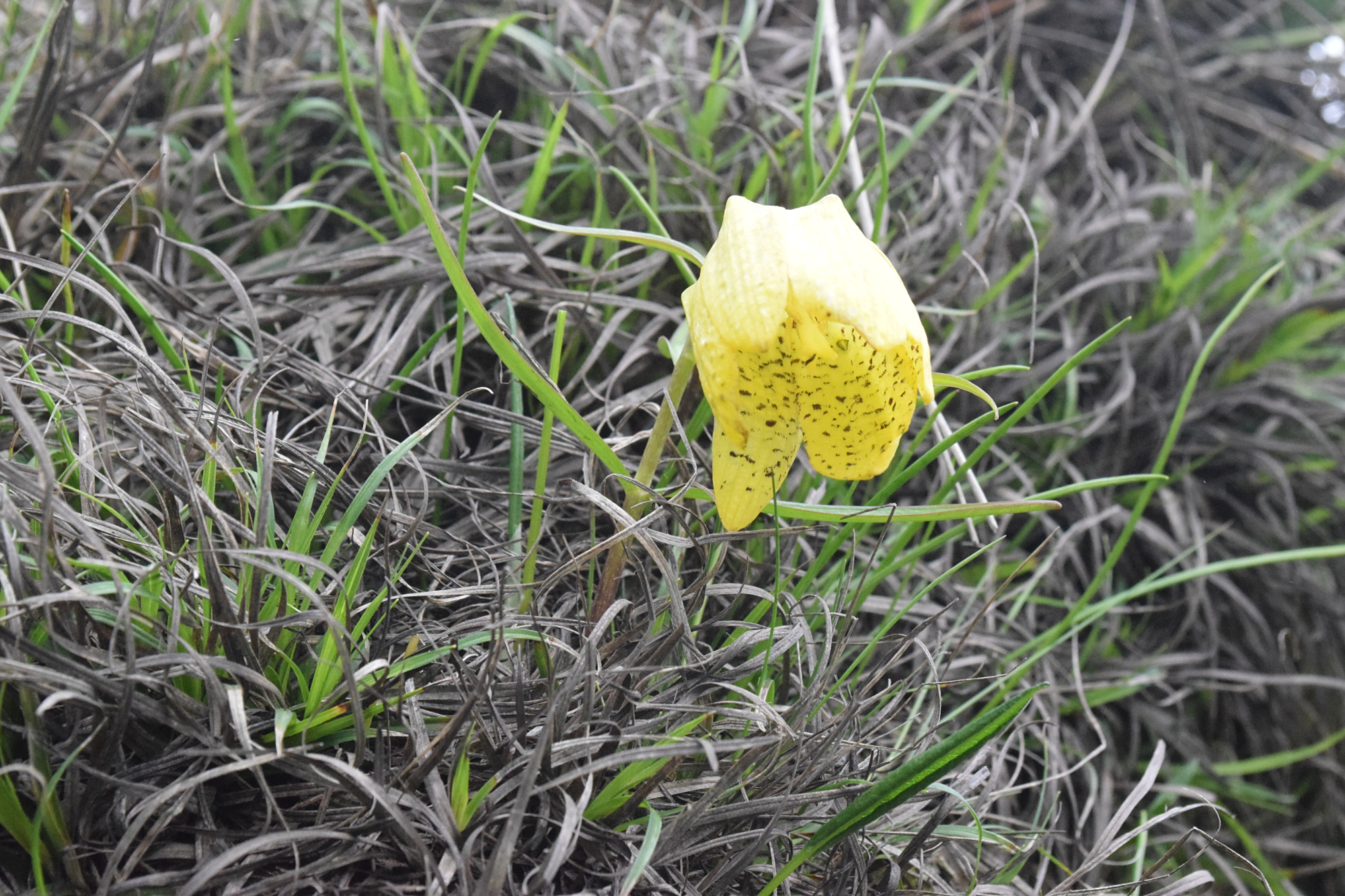 川贝母是百合科,贝母属多年生草本植物,植株可达-50厘米.