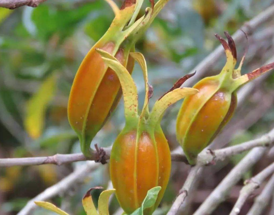 这种野果俗称"山栀子",长相奇特,价值珍贵,常用来泡茶喝